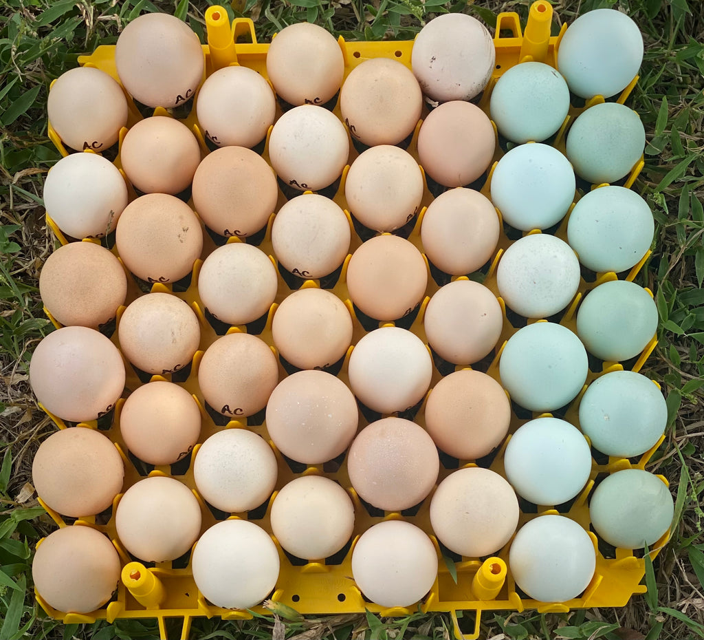 Hatching Your Own Eggs: Tips for Optimal Storage & Handling