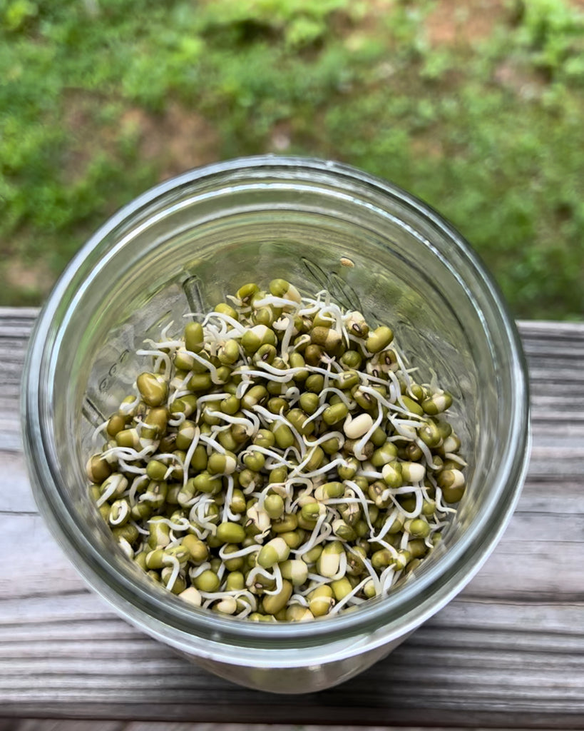 Sprouting Mung Beans 