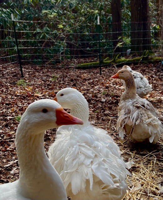 Why we Choose Sebastopol Geese for our Farm