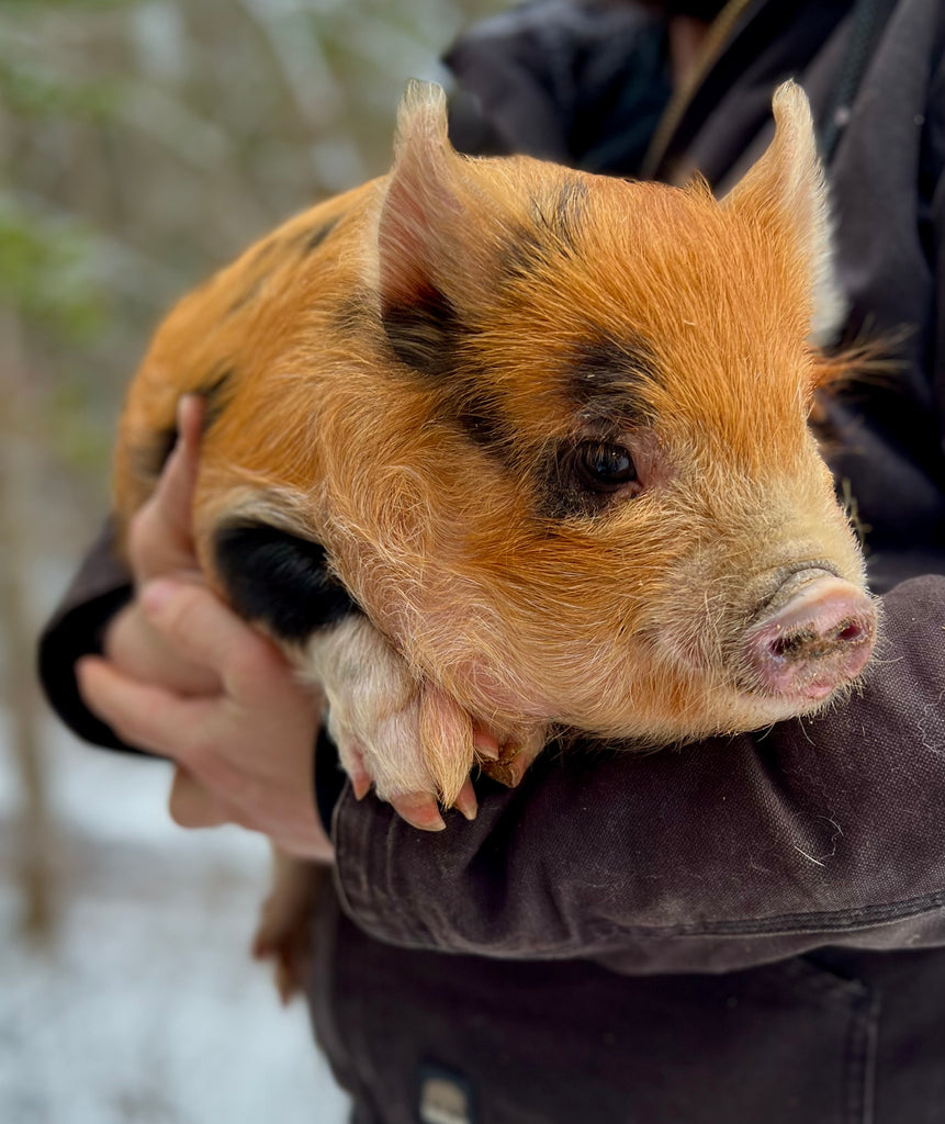 Unleashing the Charm and Benefits of Kunekune Pigs: A Guide to Raising and Enjoying these Captivating Porcine Beauties