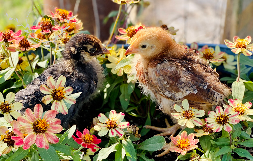 Raising Chickens: Benefits and Essentials for Beginners