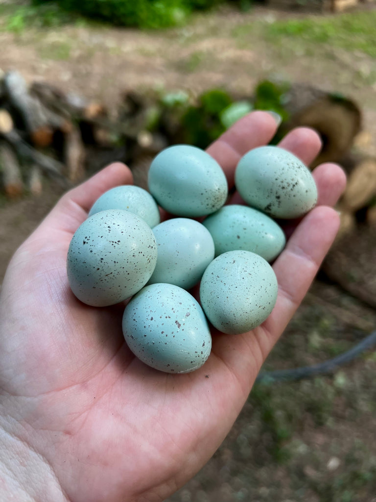 Raising Quail: A sustainable and Rewarding Venture on Our Homestead