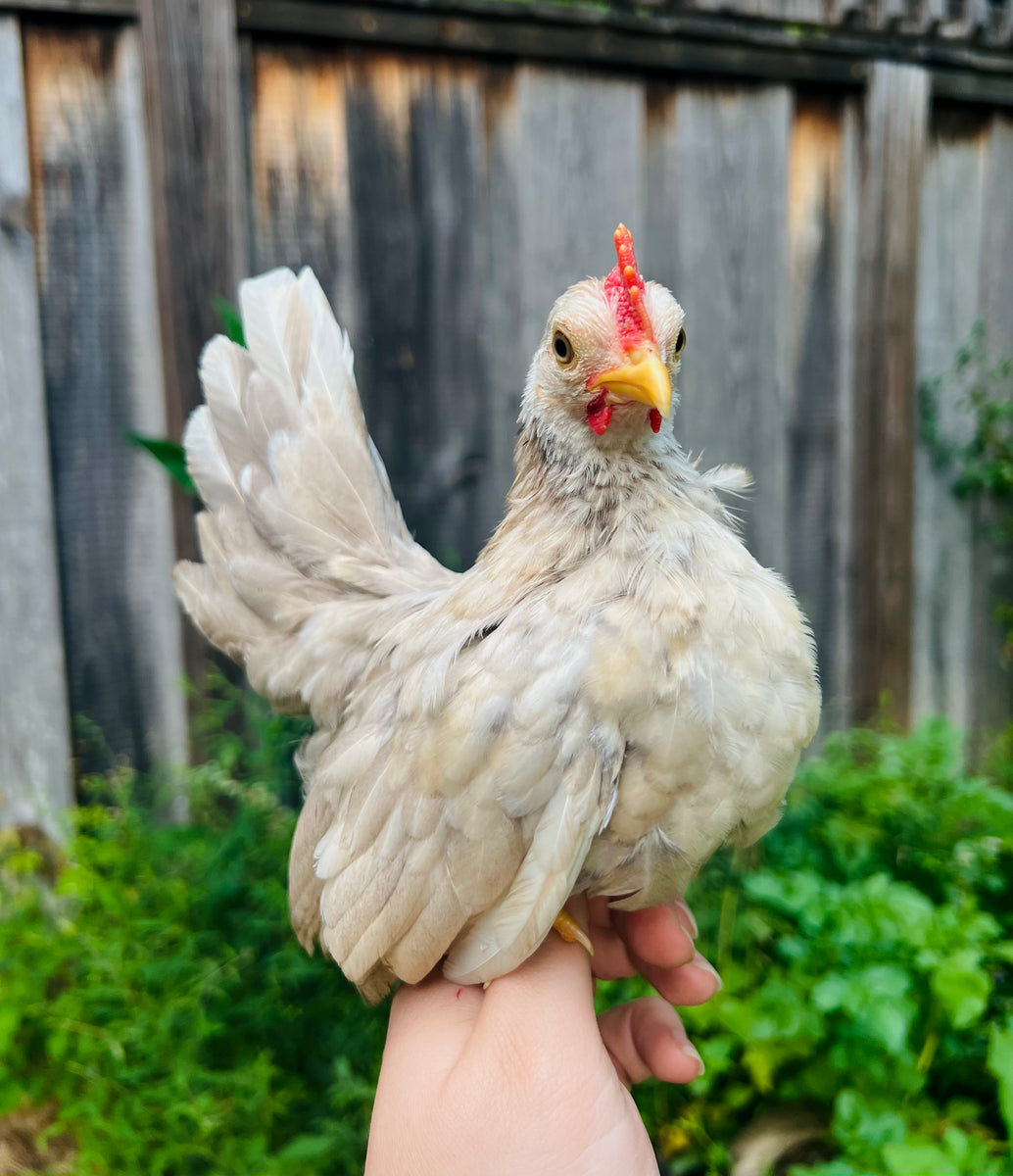 Coop Ready Poultry Mockingbird Homestead