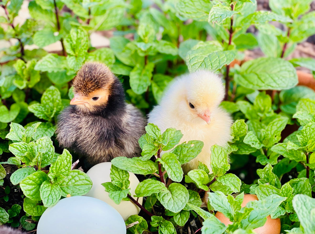 Baby Chicks For Sale Mockingbird Homestead