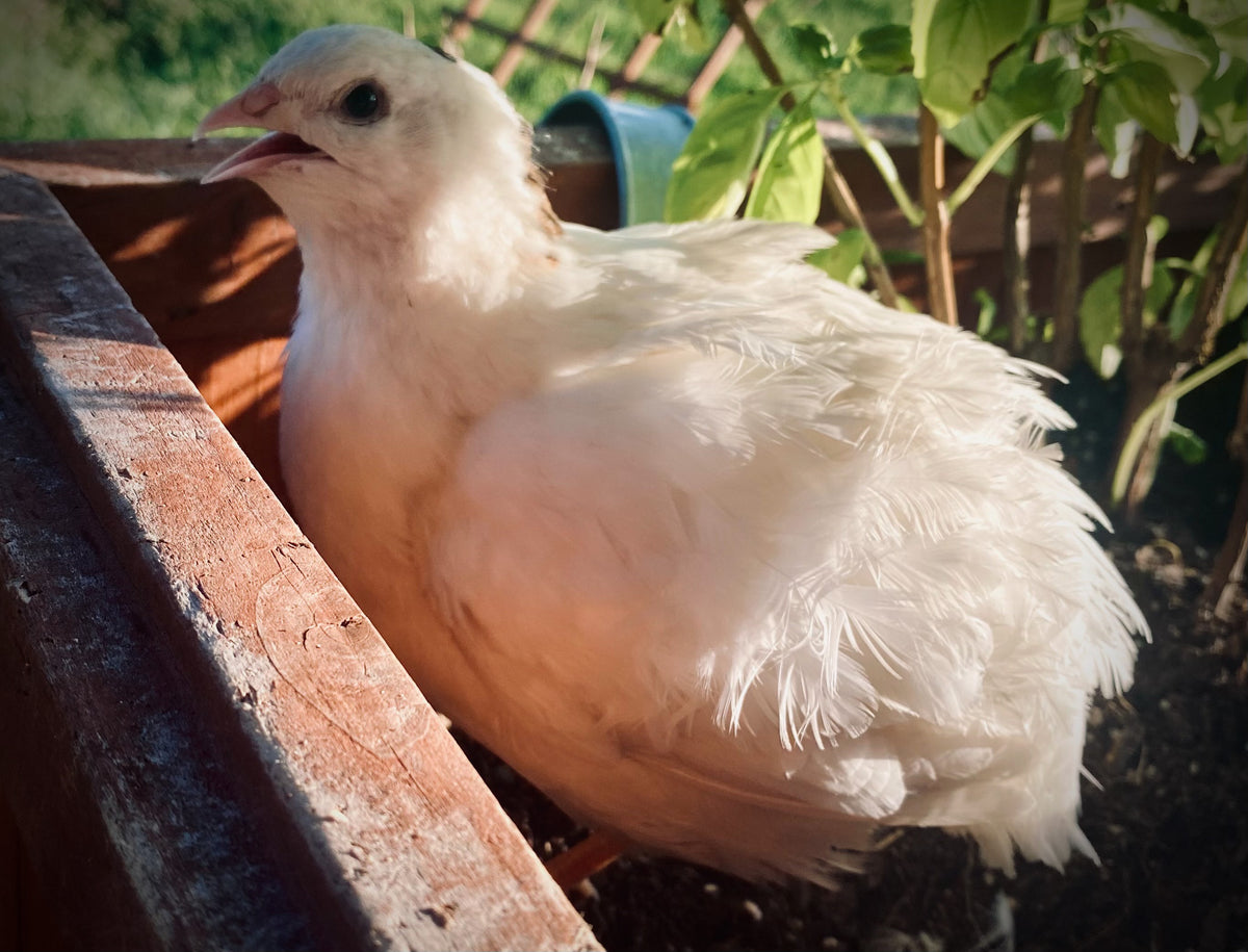Celadon Quail Hatching Eggs – Mockingbird Homestead
