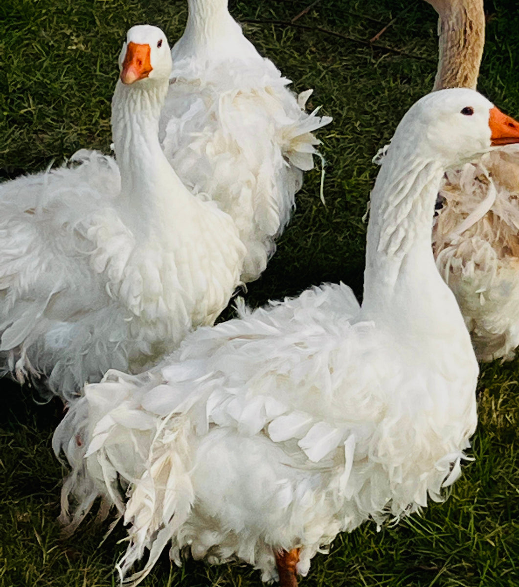 Sebastopol Geese Hatching Eggs (Price per Egg) – Mockingbird Homestead