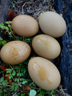 Open image in slideshow, Fern Egger™️ Hatching Eggs
