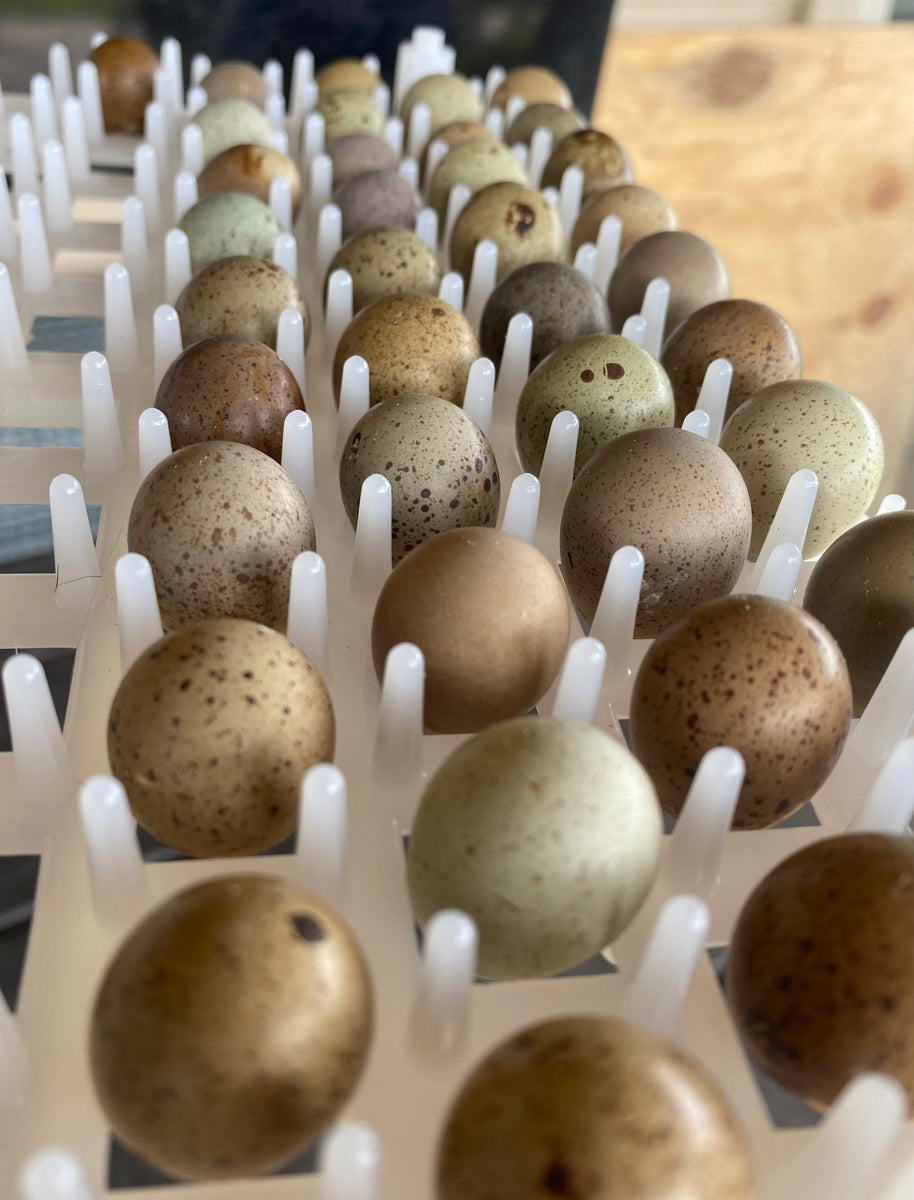 Button Quail (Chinese Painted Quail) Hatching Eggs – Mockingbird Homestead