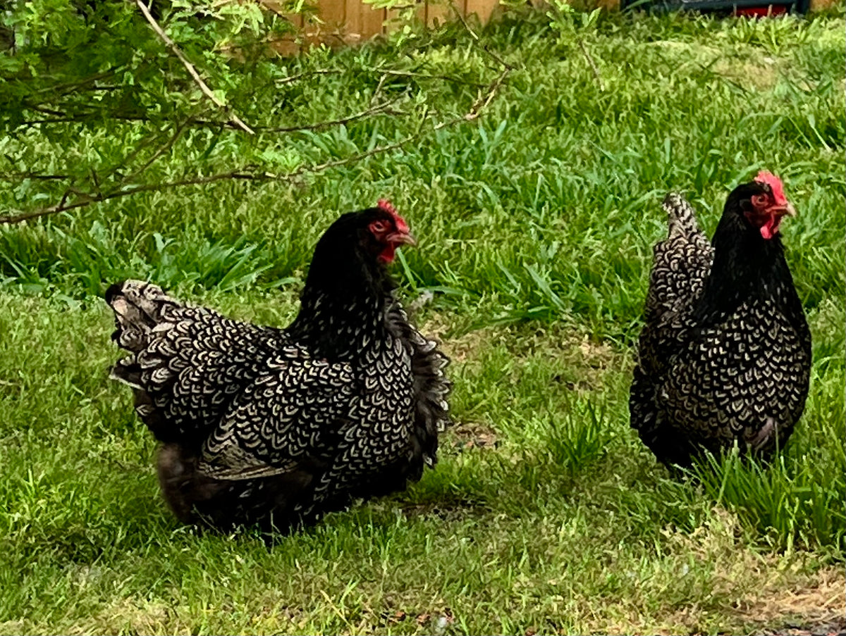 Double Laced Silver Barnevelder Hatching Eggs – Mockingbird Homestead