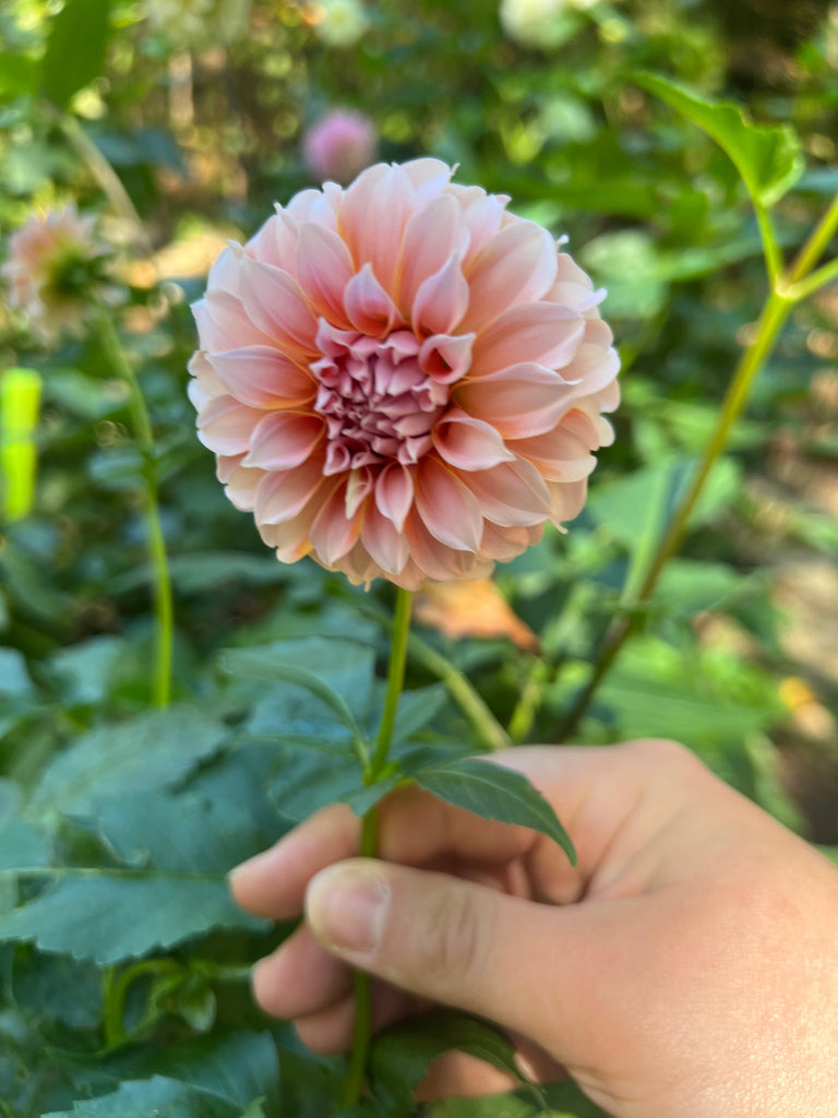 How To Grow Dahlias