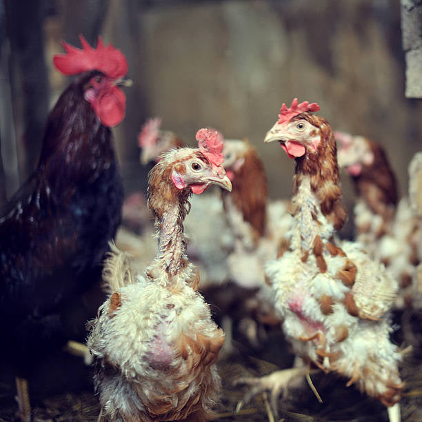 Molting Chickens Explained: Causes, Duration, and Implications