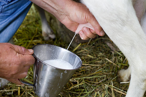 6 Things to Consider Before Raising Goats for Milk