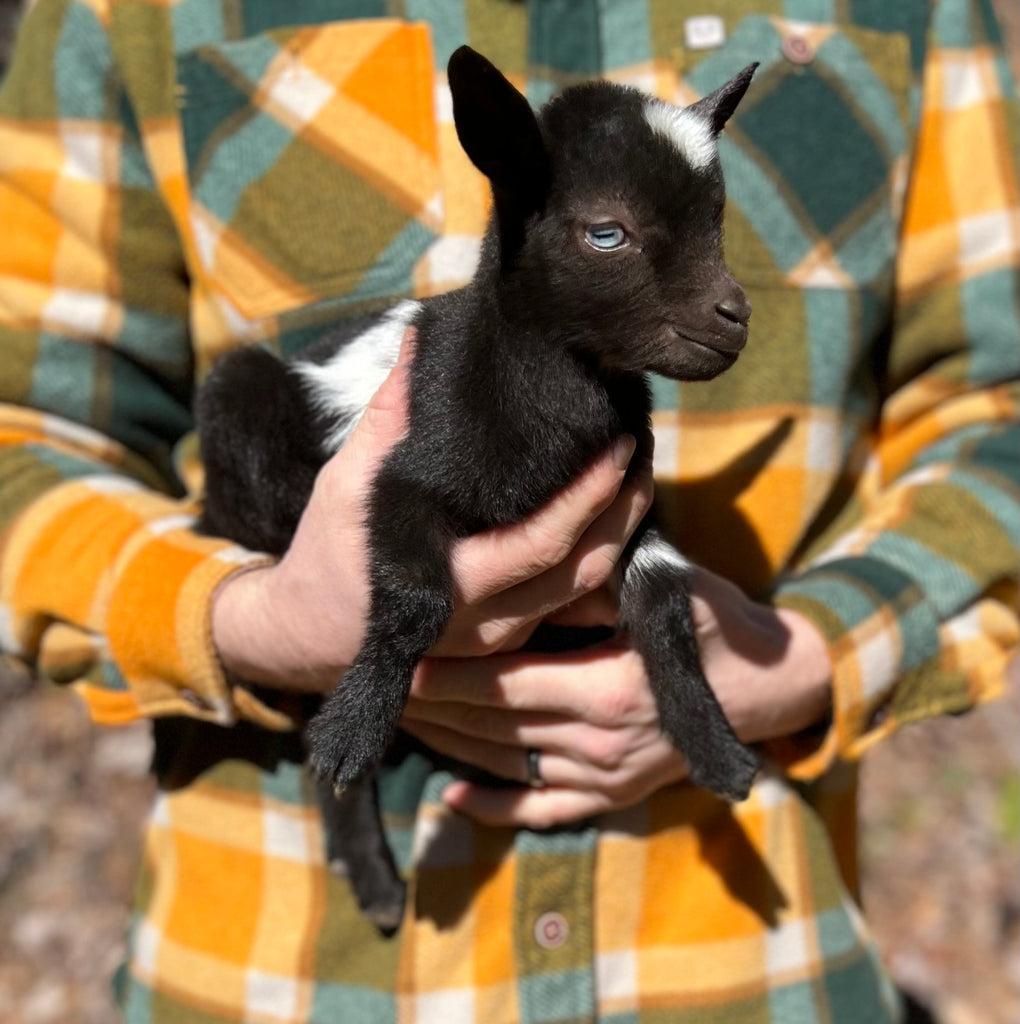 Finding the Ideal Dairy Goat Breed for Your Homestead: Our Choice of Nigerian Dwarf Goats and Nubians