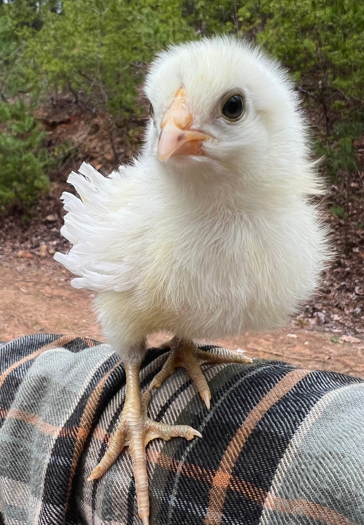 A Beginner’s Guide to Raising Baby Chicks: Insights from Our Farm