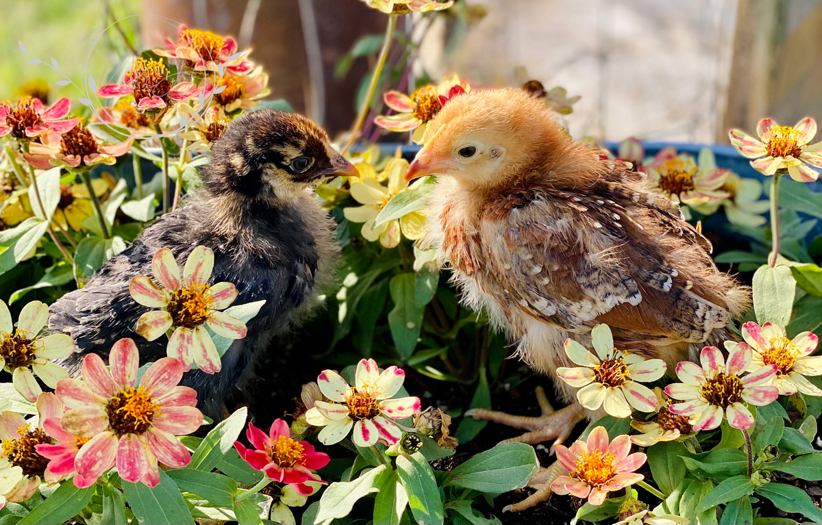 Raising Chickens Benefits and Essentials for Beginners Mockingbird