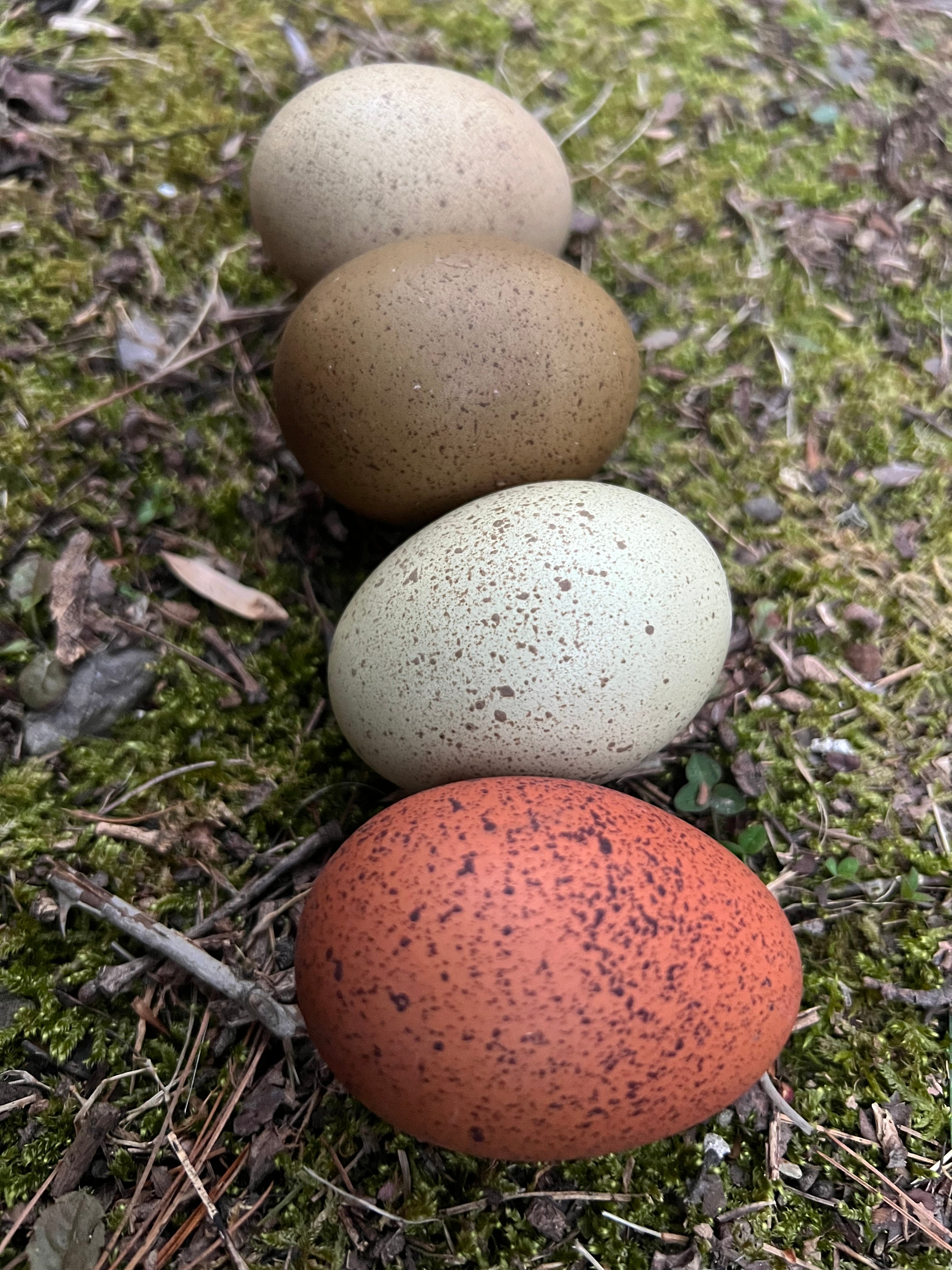Speckled Hatching Eggs
