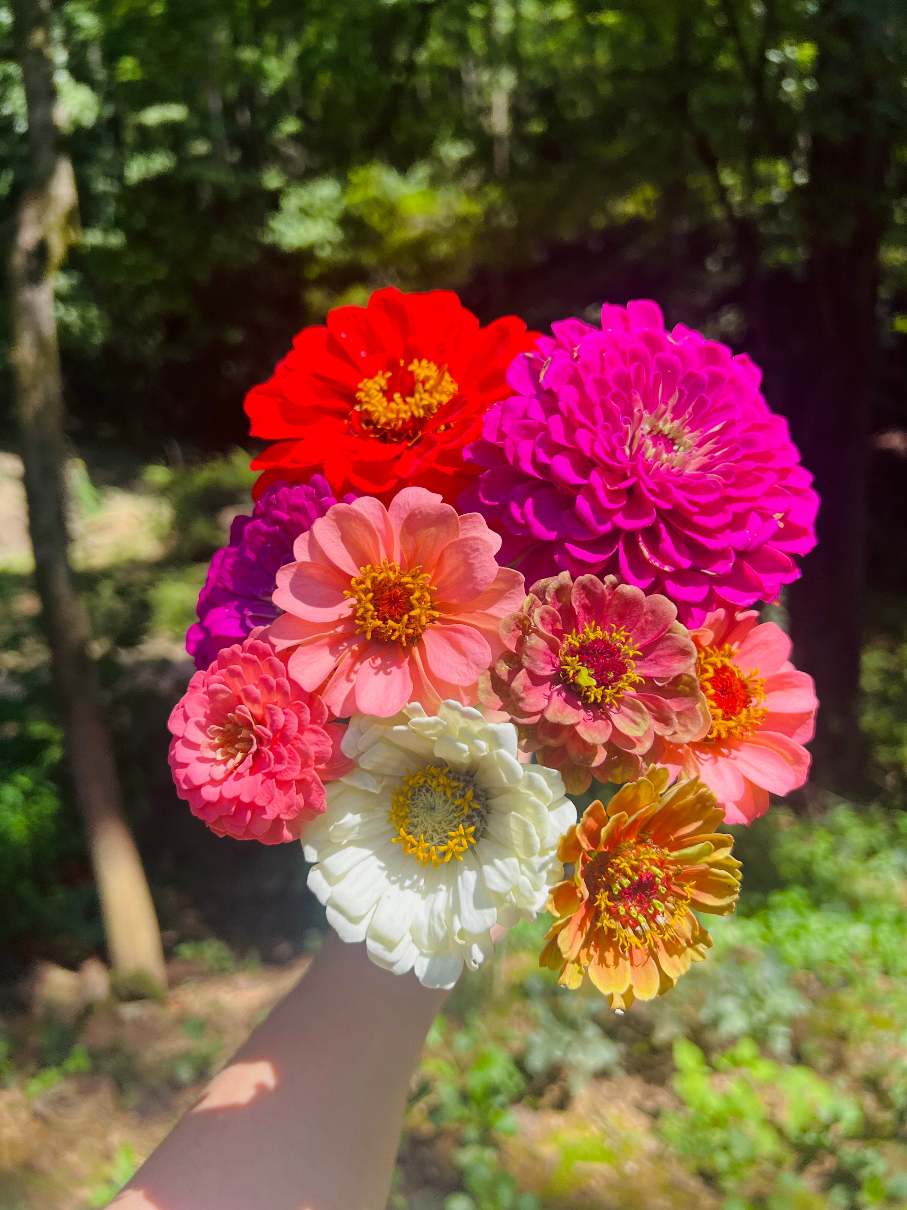 flower seeds for cut flowers Zinnia Seeds for Cut Flowers – Mockingbird Homestead