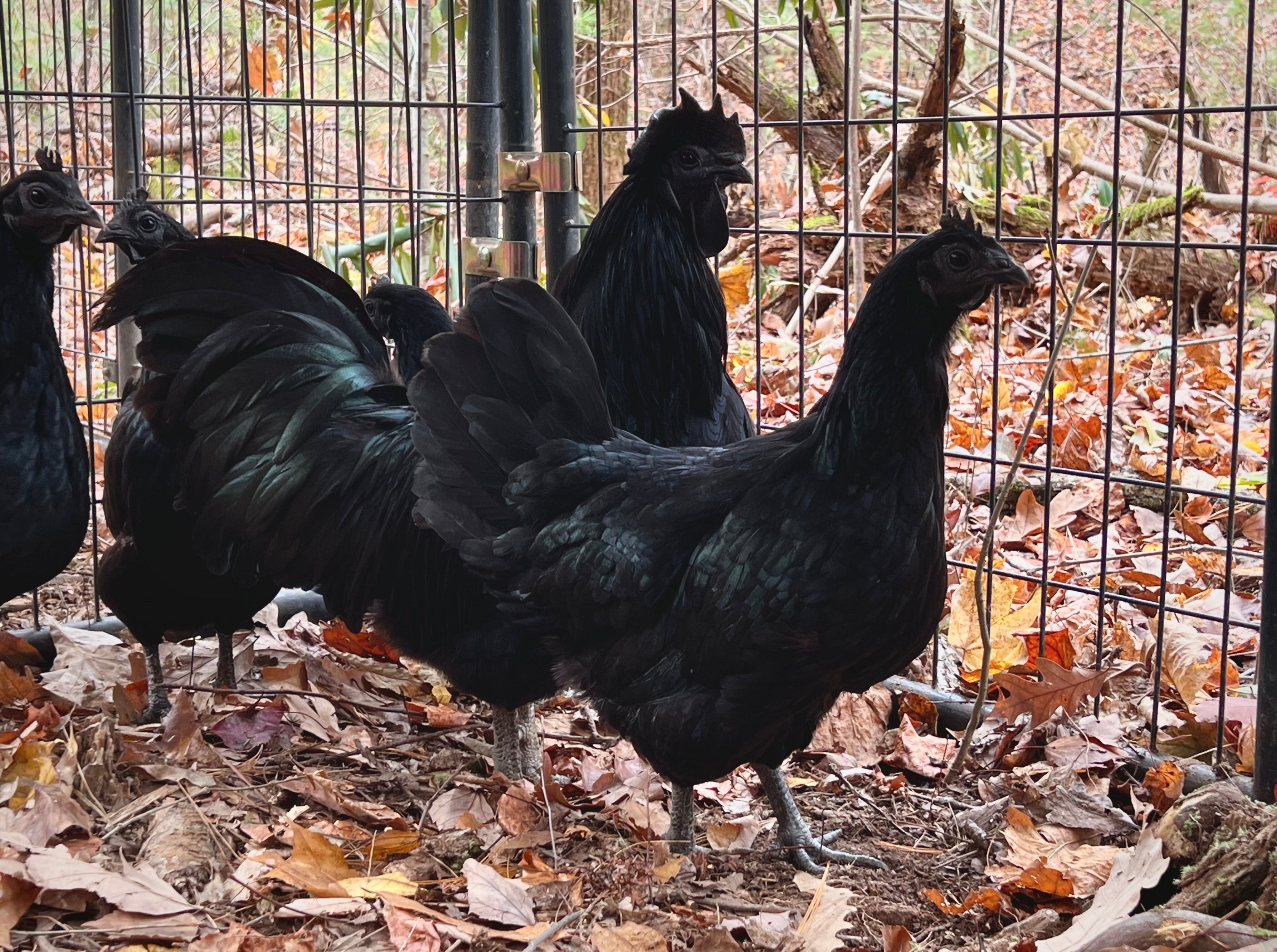 Ayam Cemani Chicks — Hilltop Farms
