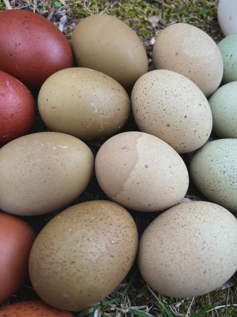 Speckled Hatching Eggs – Mockingbird Homestead