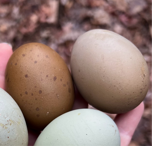 Fern Egger™️ Hatching Eggs