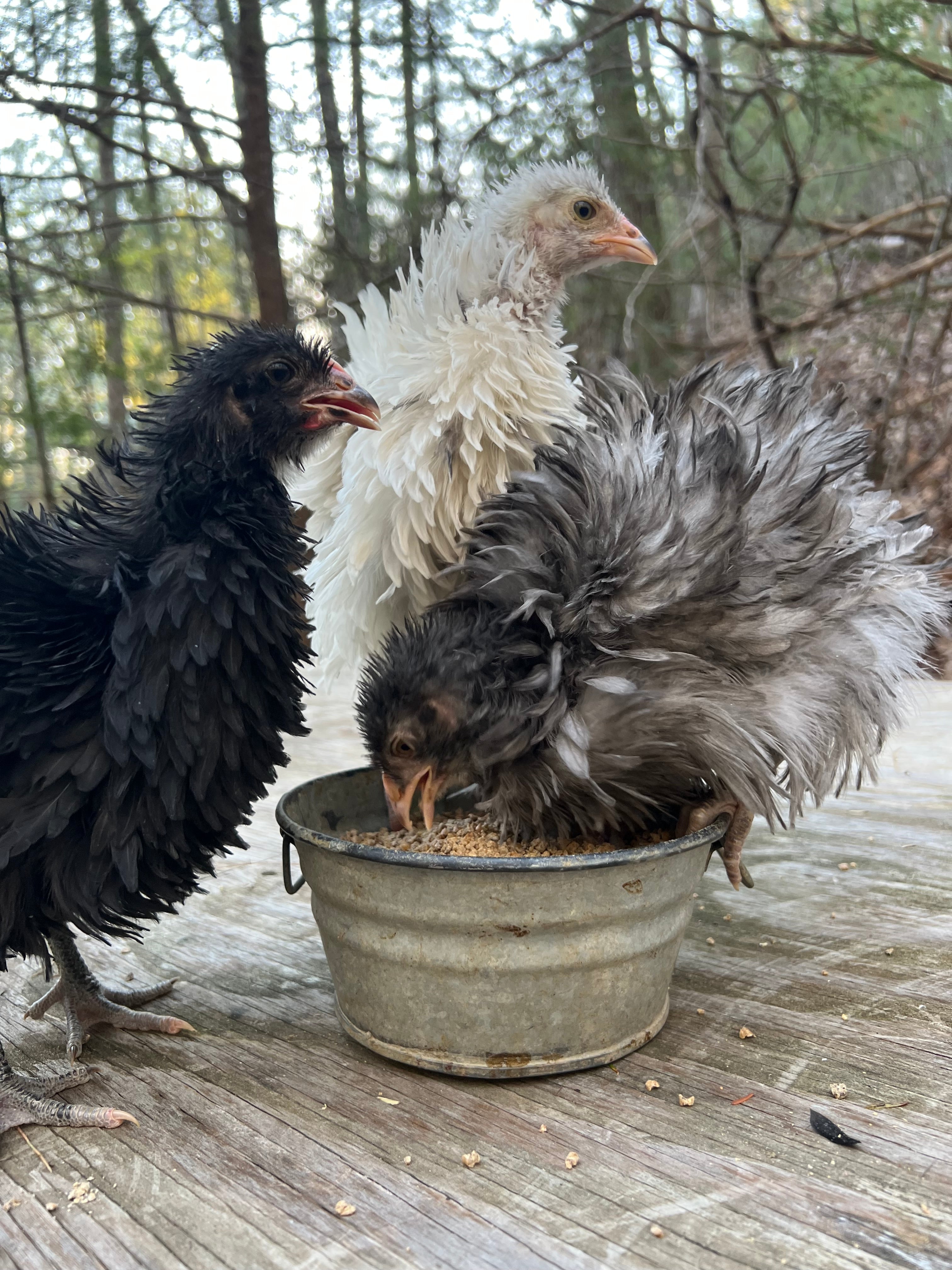 Frizzled Olive Eggers & Easter Eggers