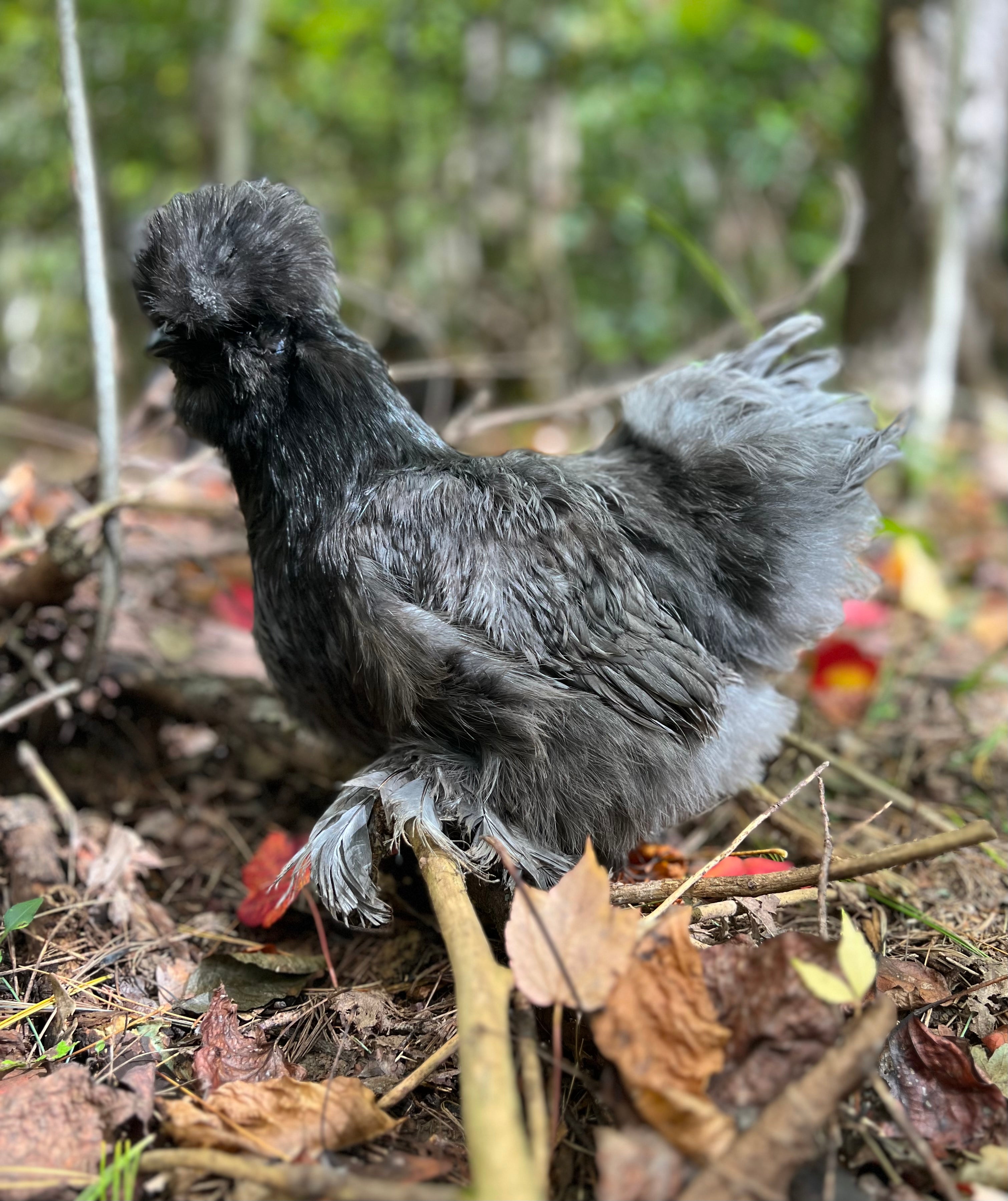 Blue, Black & Splash Silkie Hatching Eggs - Available NOW!!