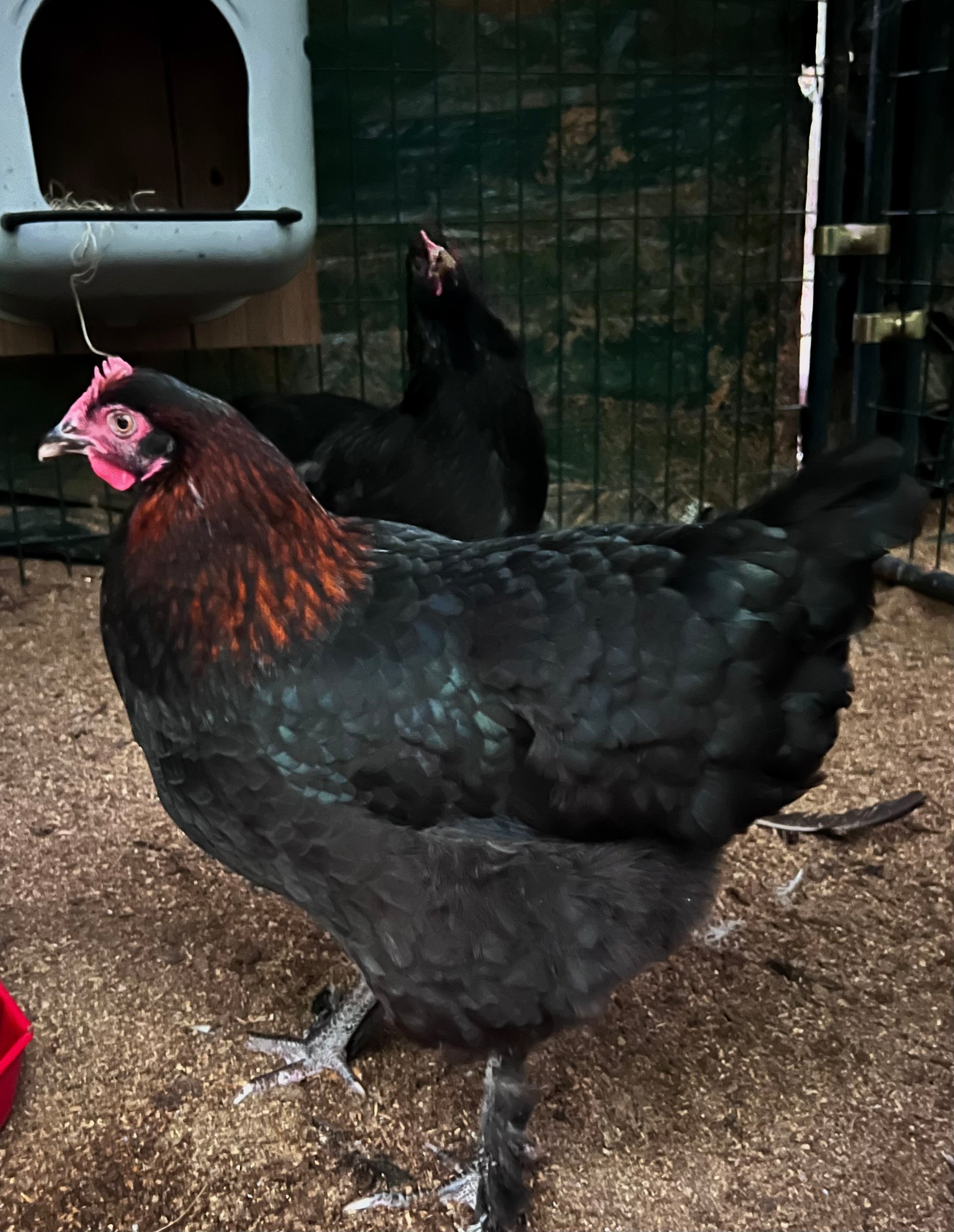 HALF DOZEN Splash and Blue Copper Marans Hatching Eggs- $45 | Roslin Poultry Ranch HALF DOZEN Splash and Blue Copper Marans Hatching Eggs- $45 | Roslin Poultry Ranch