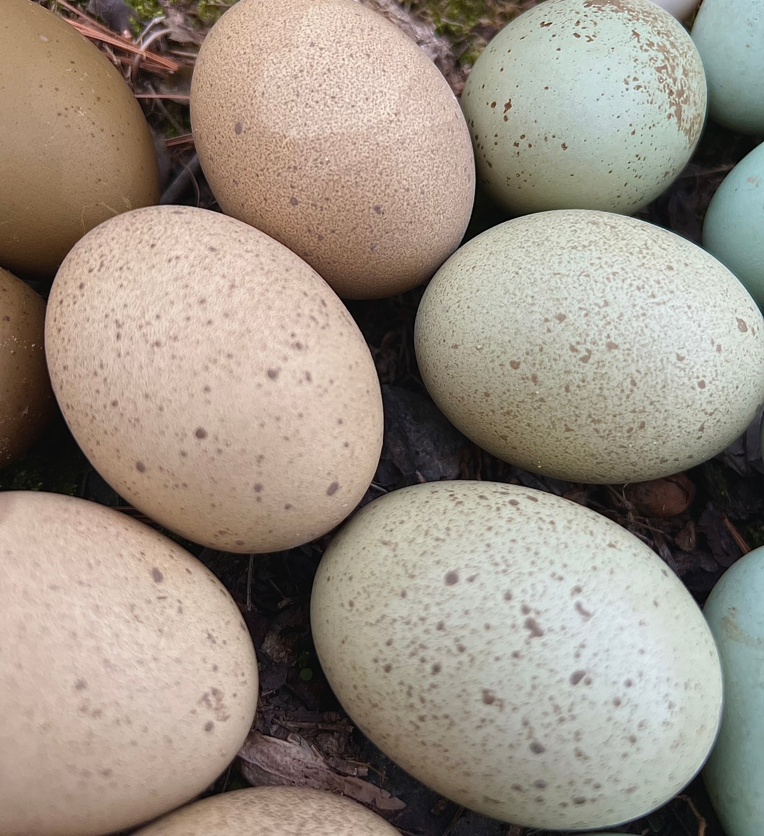 Speckled Hatching Eggs