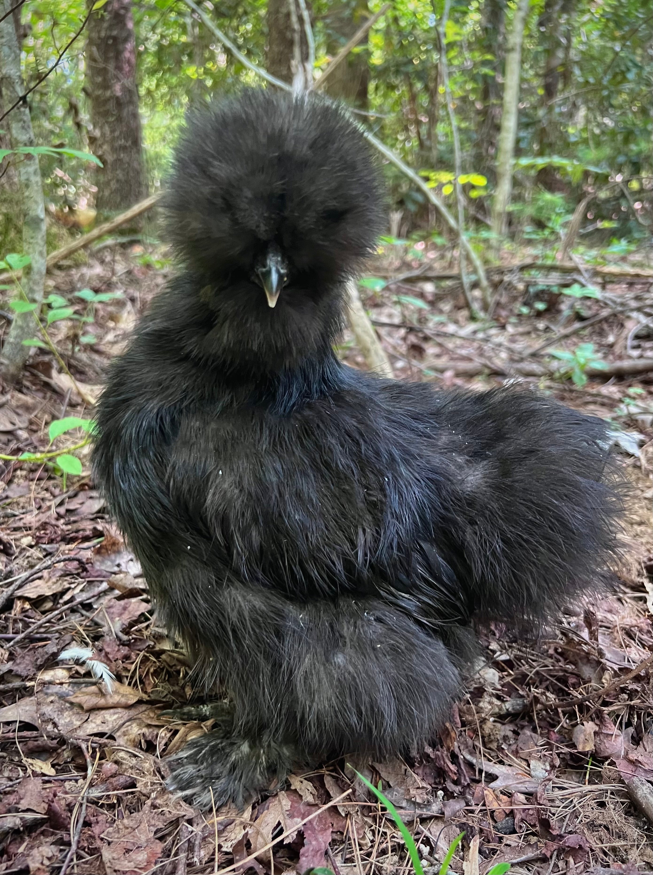 Blue, Black & Splash Silkie Hatching Eggs - Available NOW!!