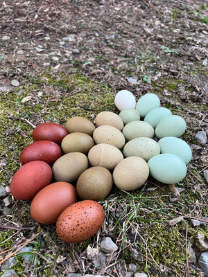 Open image in slideshow, Rainbow Hatching Eggs
