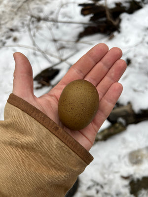 Fern Egger™️ Hatching Eggs