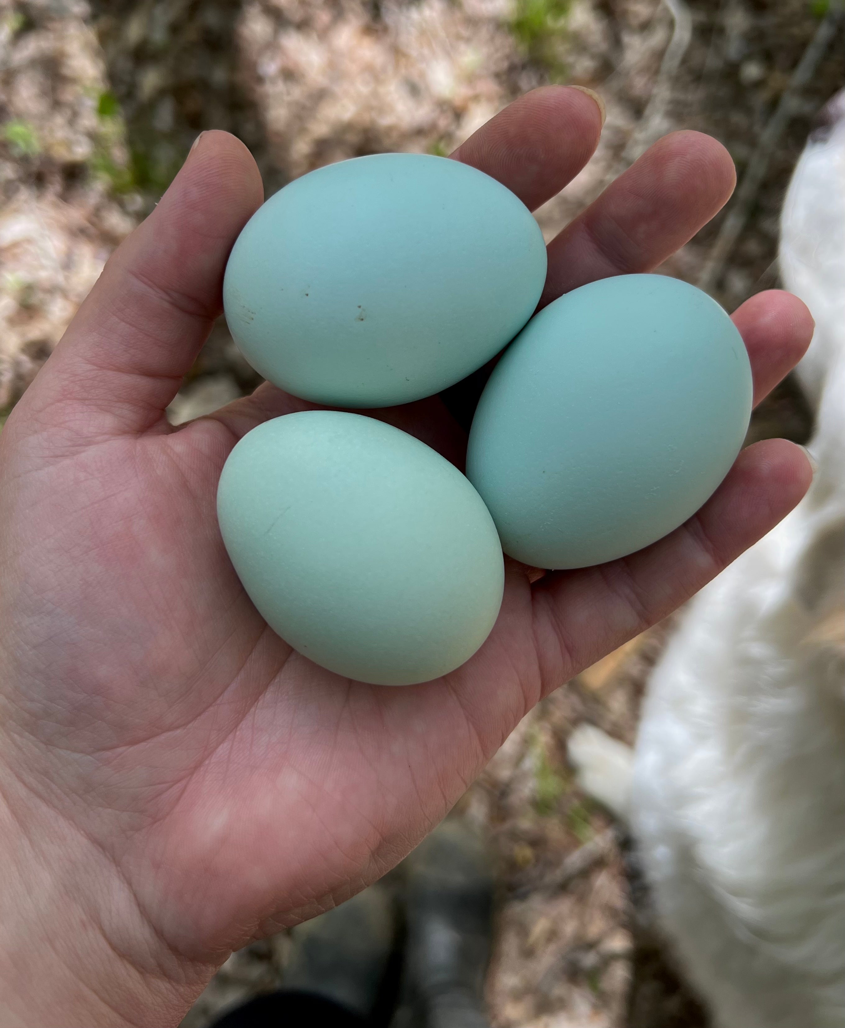 Self Blue (Lavender) Amerauacana Hatching Eggs