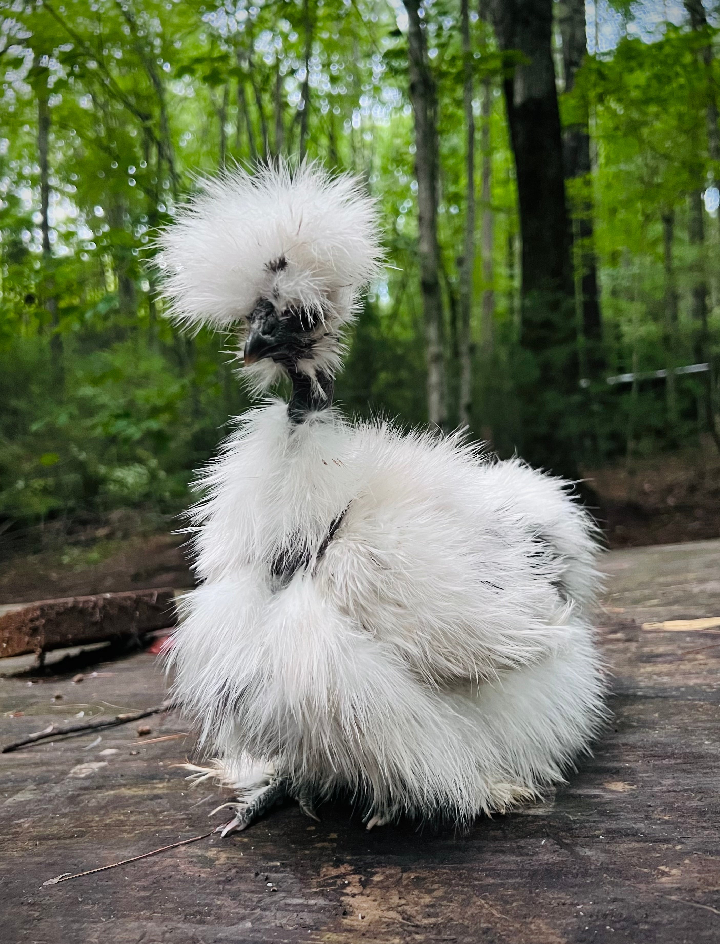 Paint Silkie Hatching Eggs