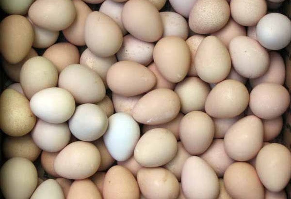 Guinea Fowl Hatching Eggs