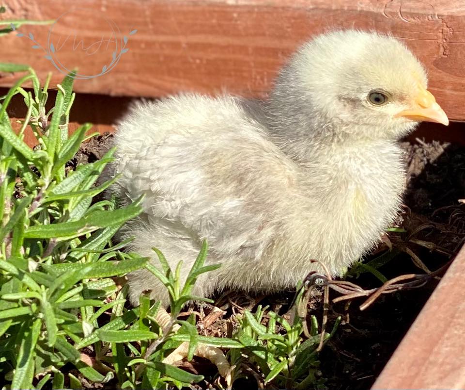 All About the Lavender Orpington Breed – Flockjourney All About the Lavender Orpington Breed – Flockjourney