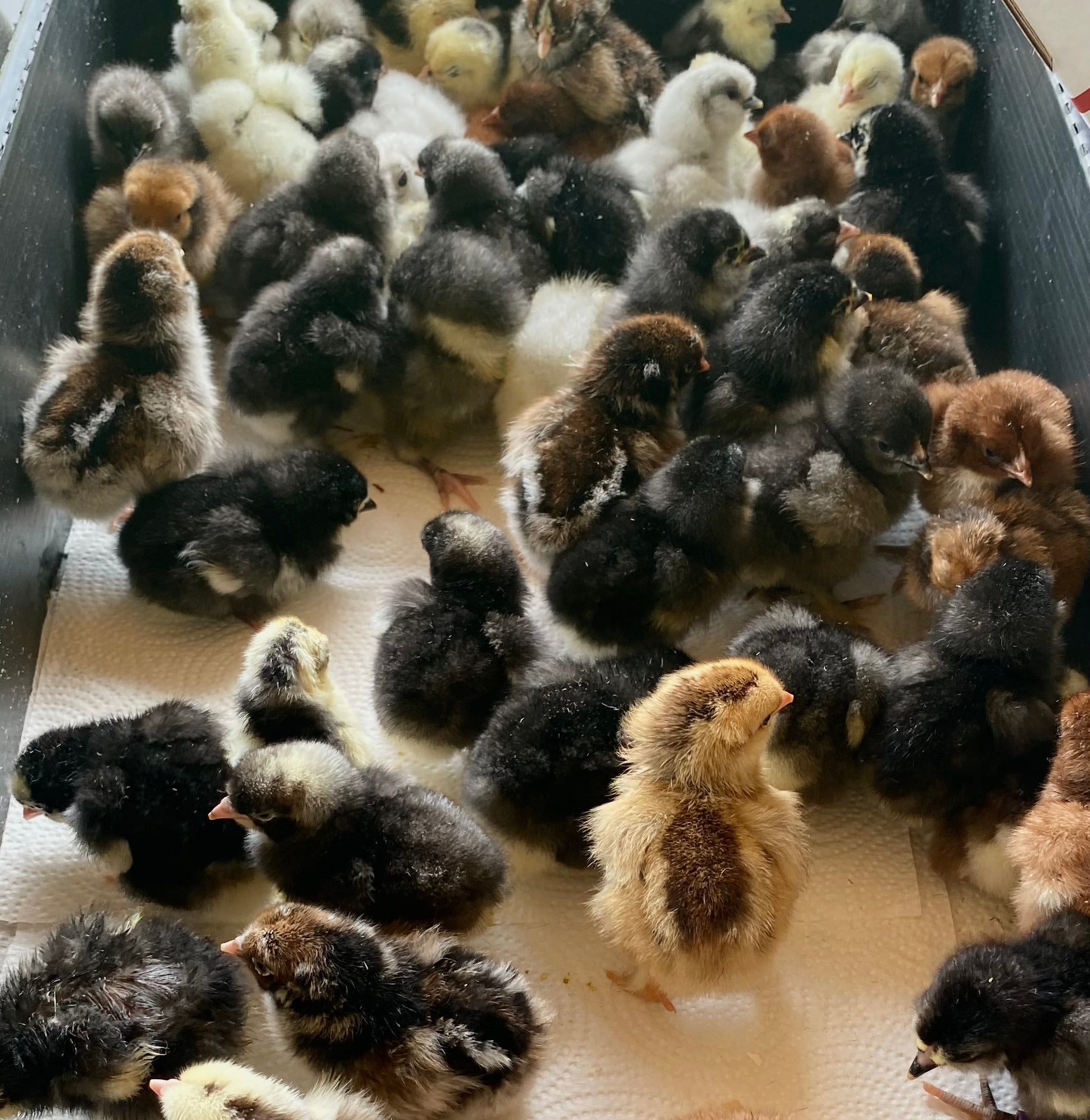 Surprise Box of 10 Chicks