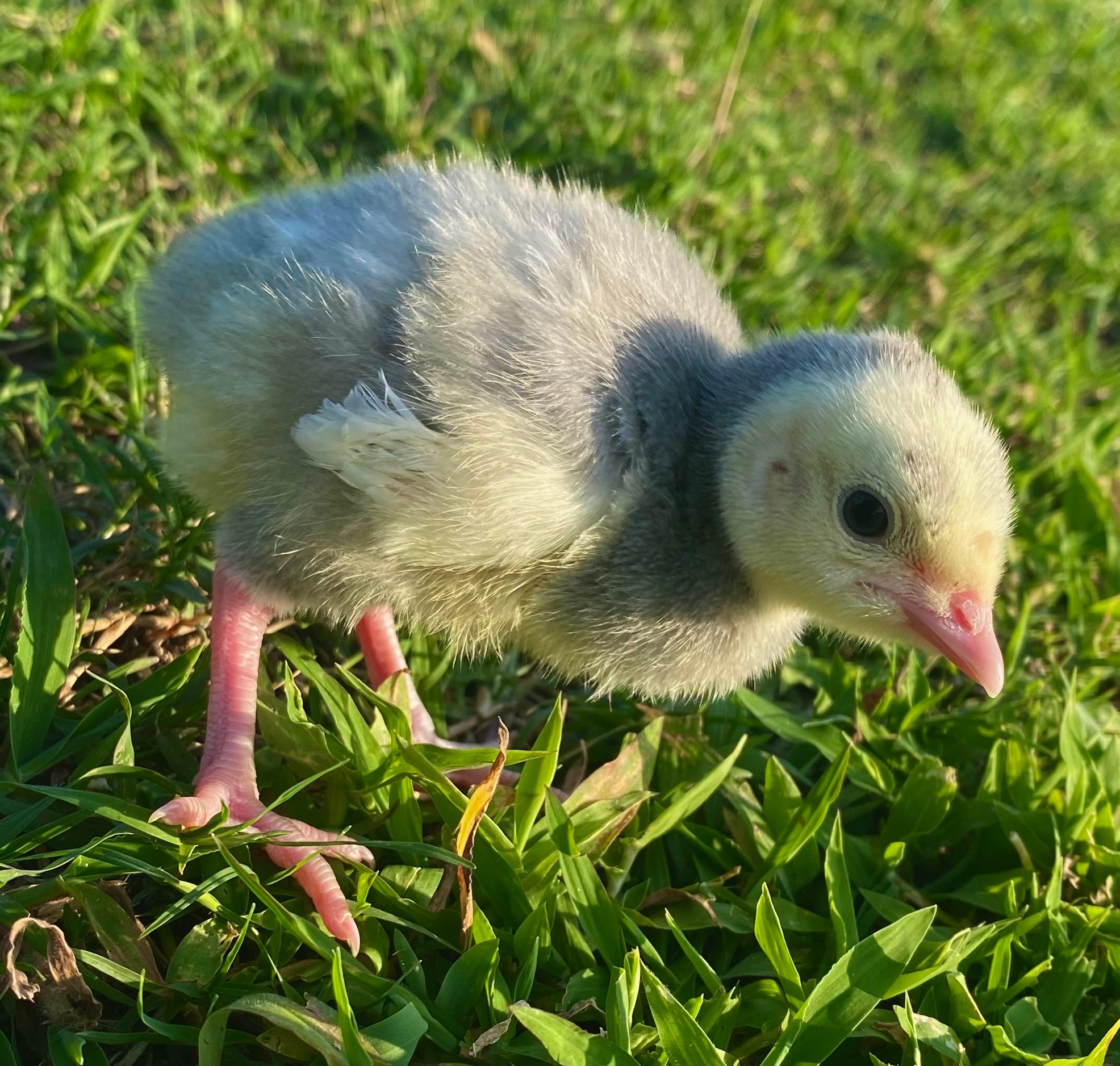Heritage Blue Slate Turkey Poults – Mockingbird Homestead