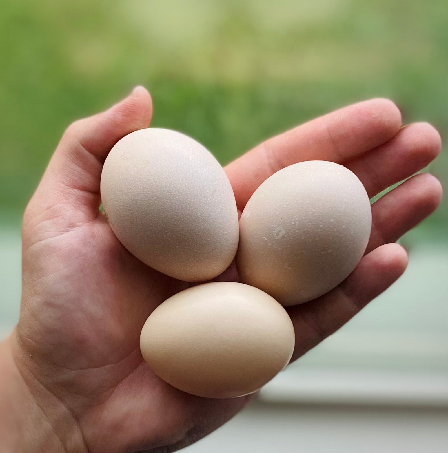Ayam Cemani Hatching Eggs