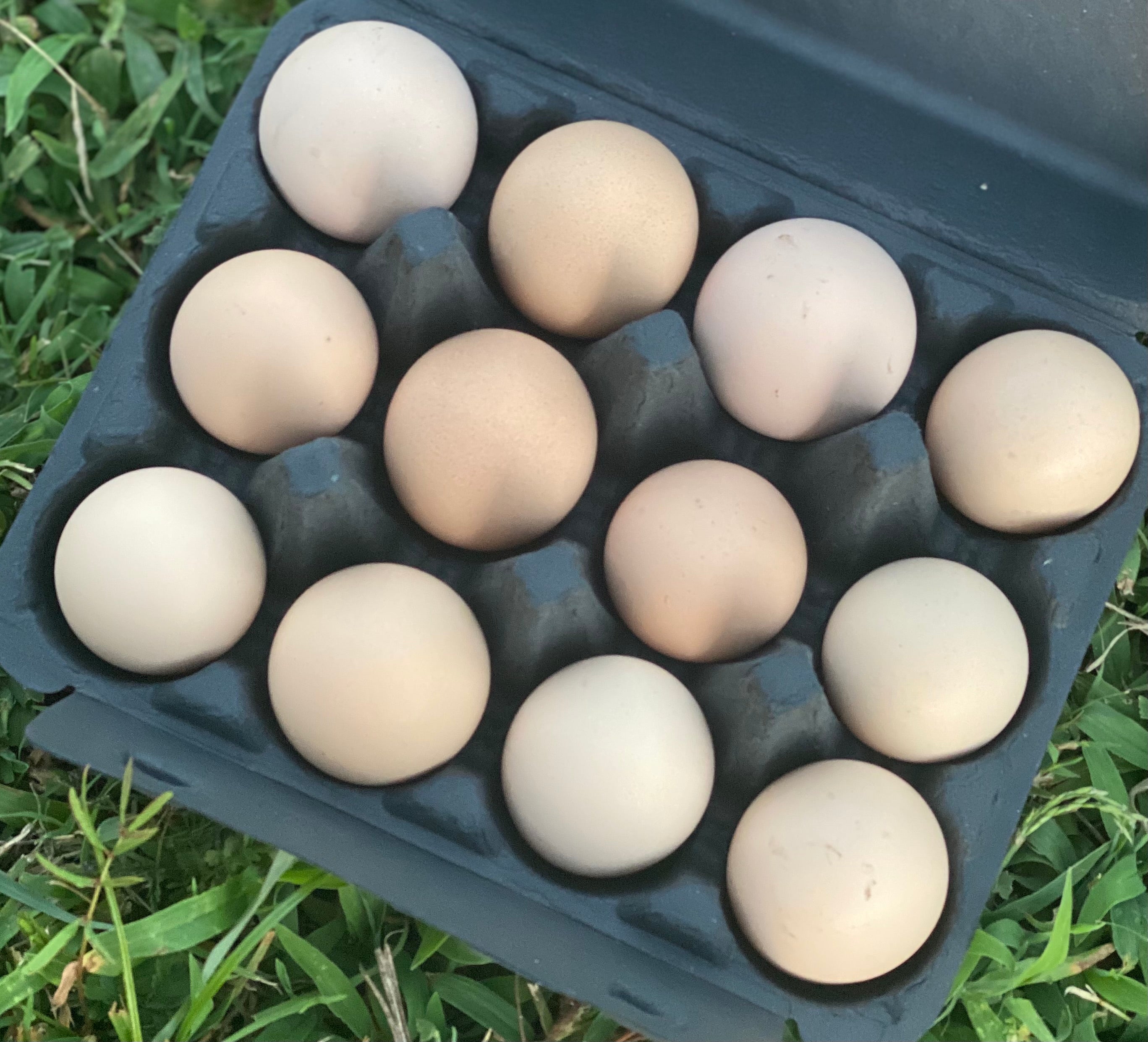 Fresh Non-GMO Organic Forest-pasture raised Eggs