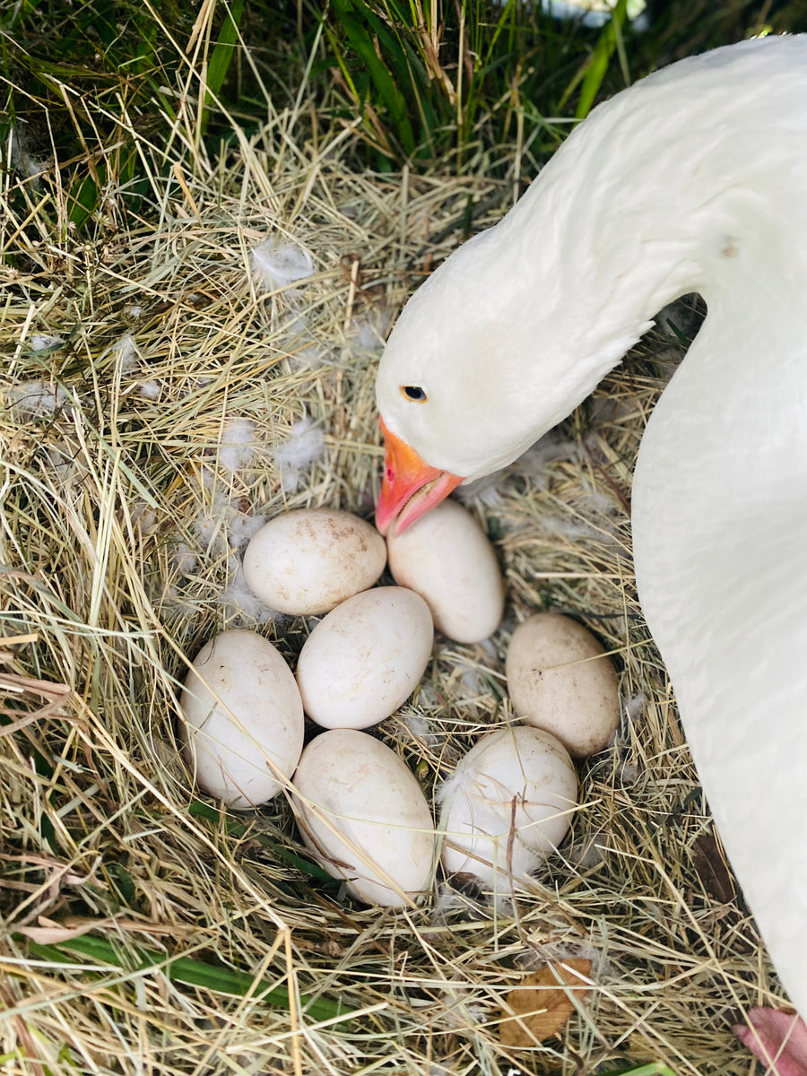 Sebastopol Geese Hatching Eggs (Price per Egg) – Mockingbird Homestead