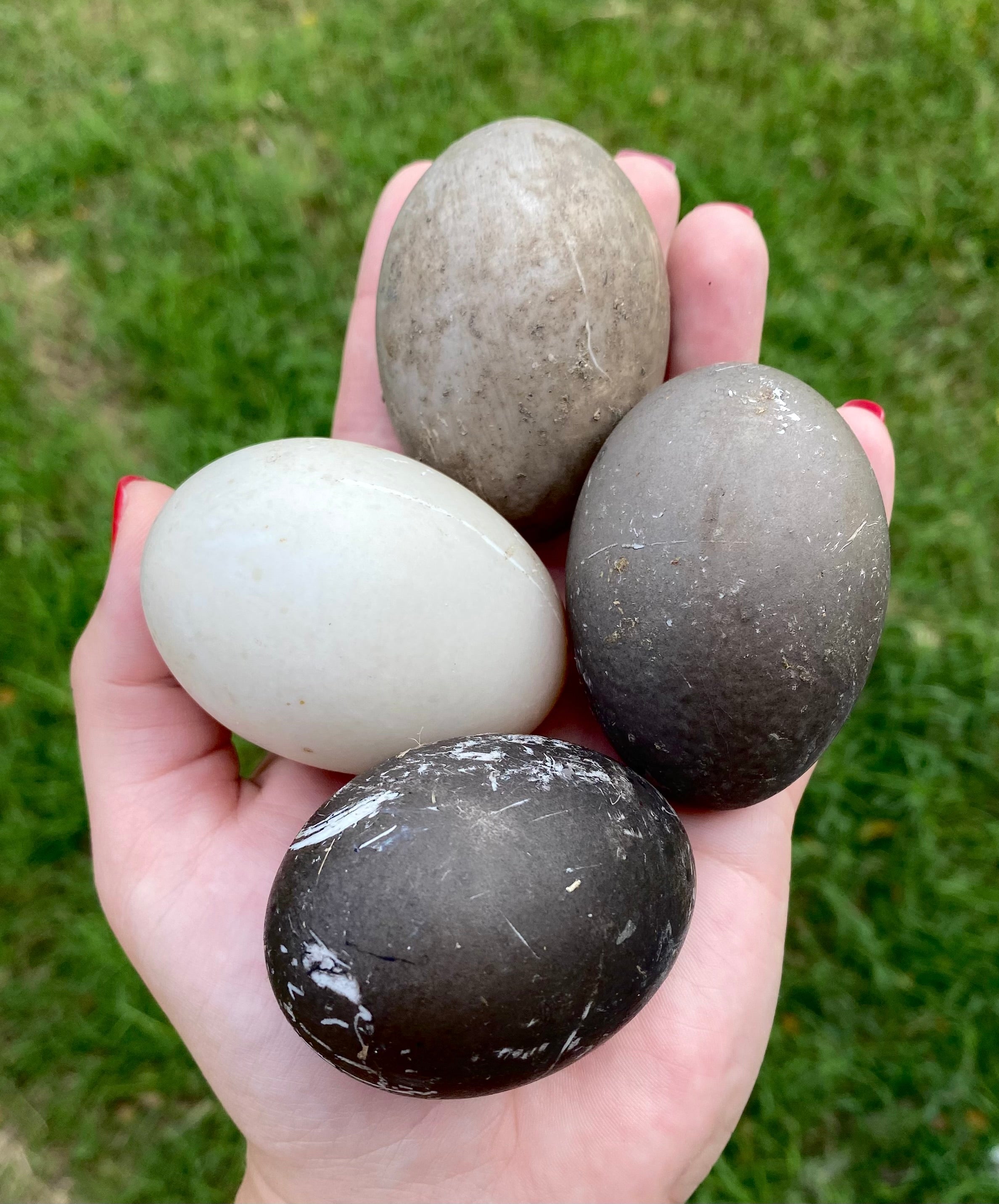 Cayuga Ducks Eggs Colors cayuga-ducks-eggs-colors