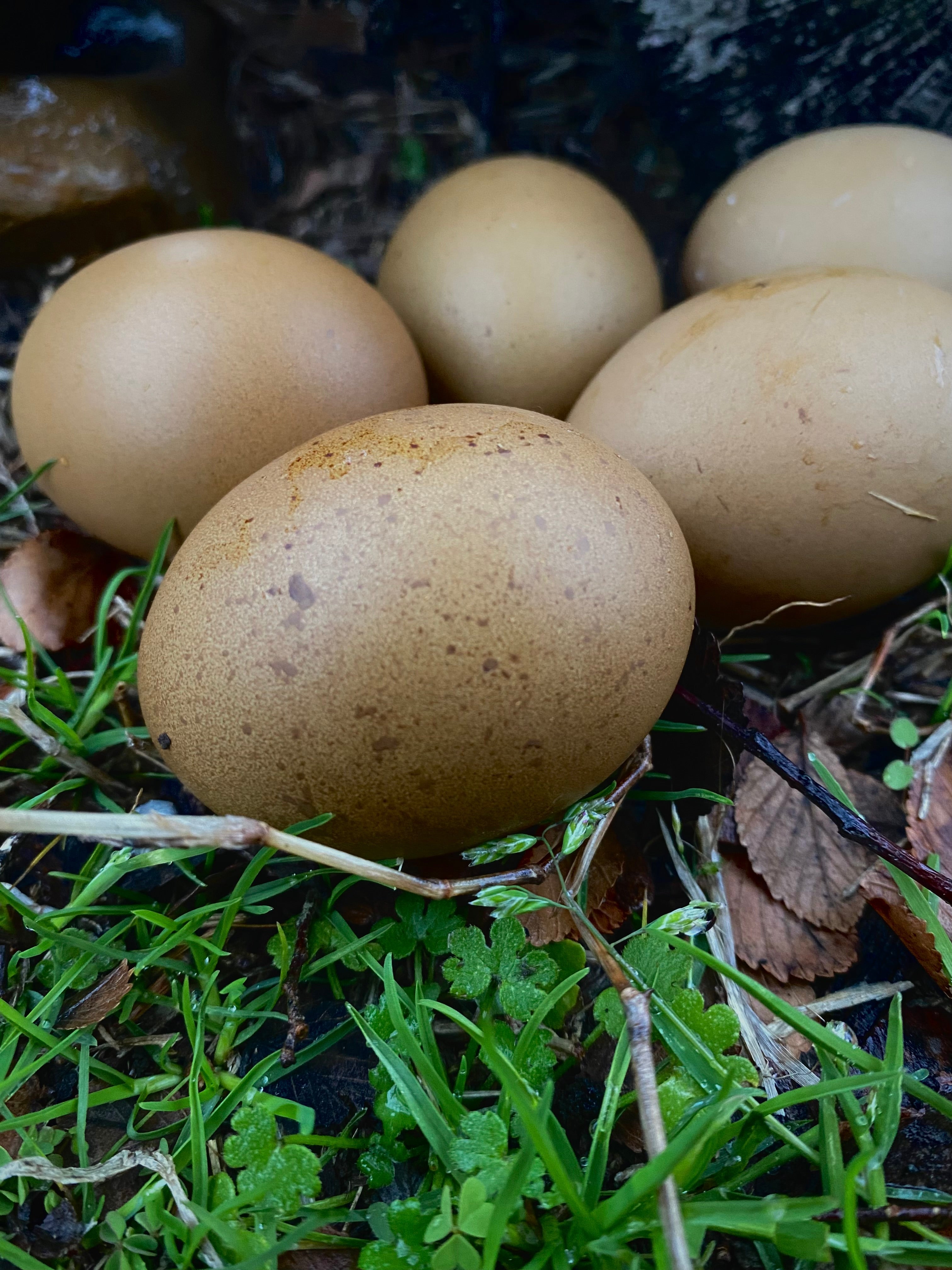 Fern Egger™️ Hatching Eggs
