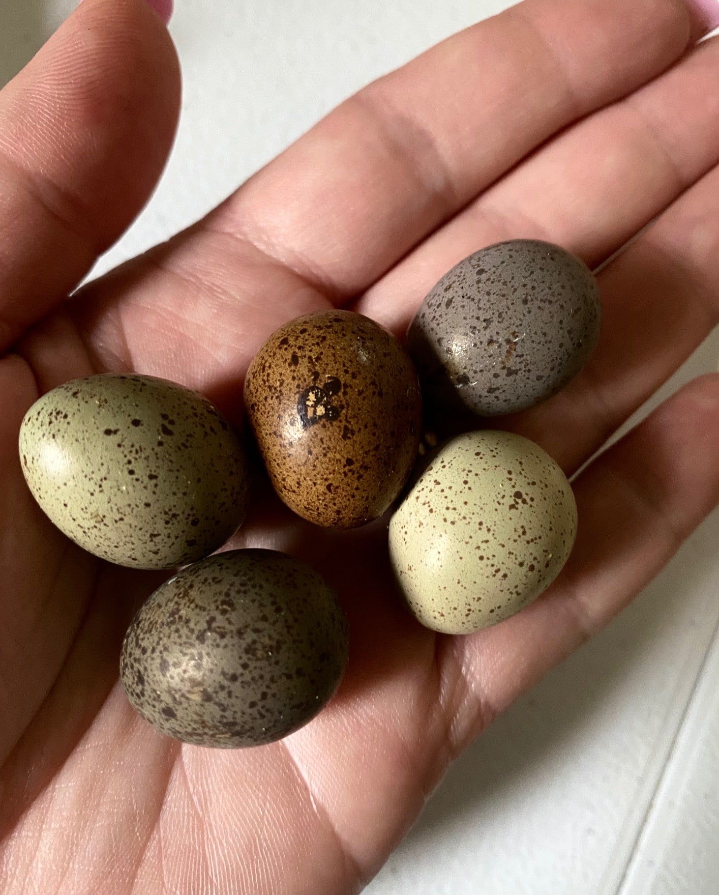 16 Button Quail Hatching Eggs - RAREST COLORS - Assorted (Made In USA)