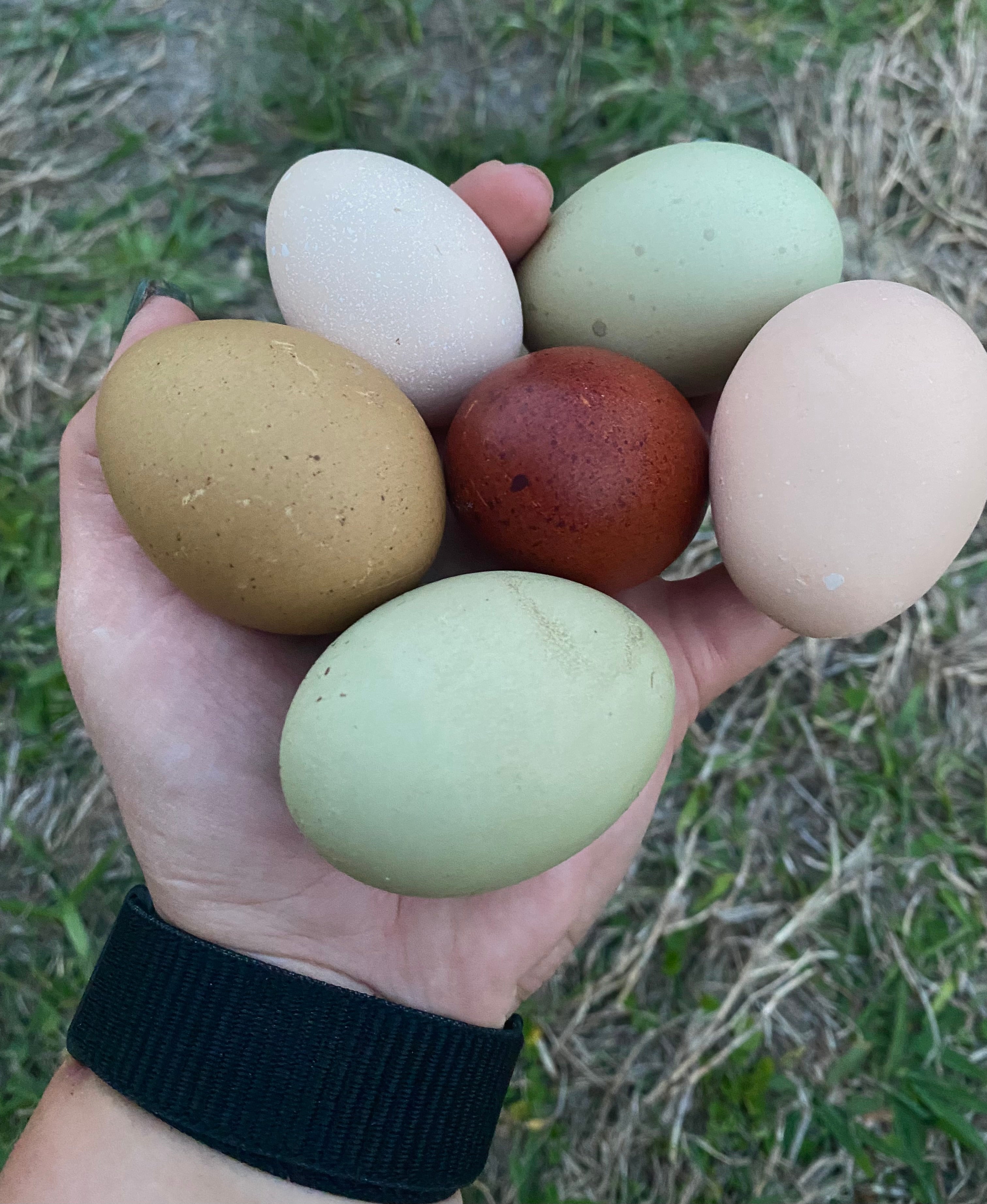 Olive Egger Hatching Eggs