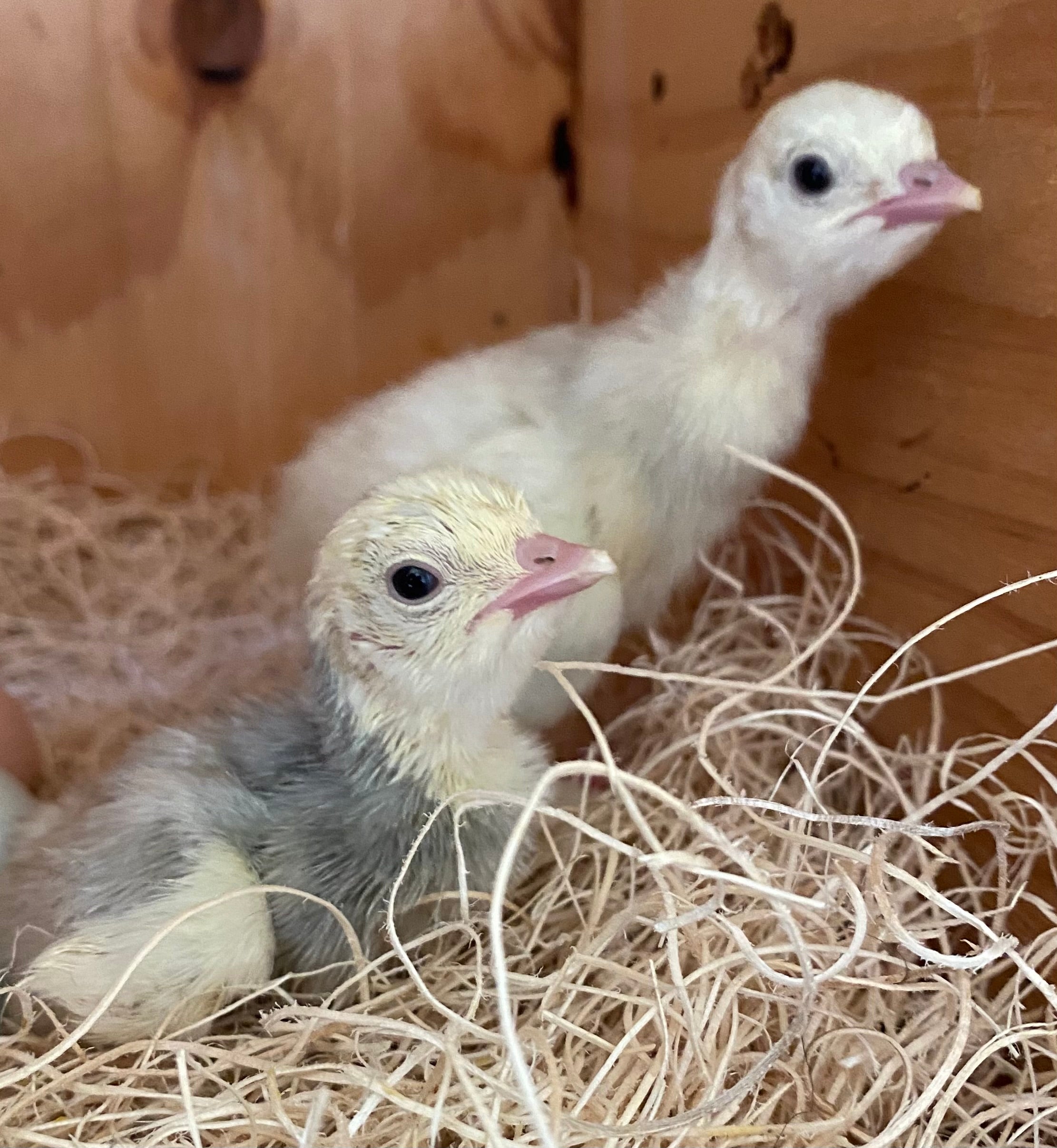 Unlock Turkey Hatching Secrets: 6 Expert Guidelines - hp83o7f