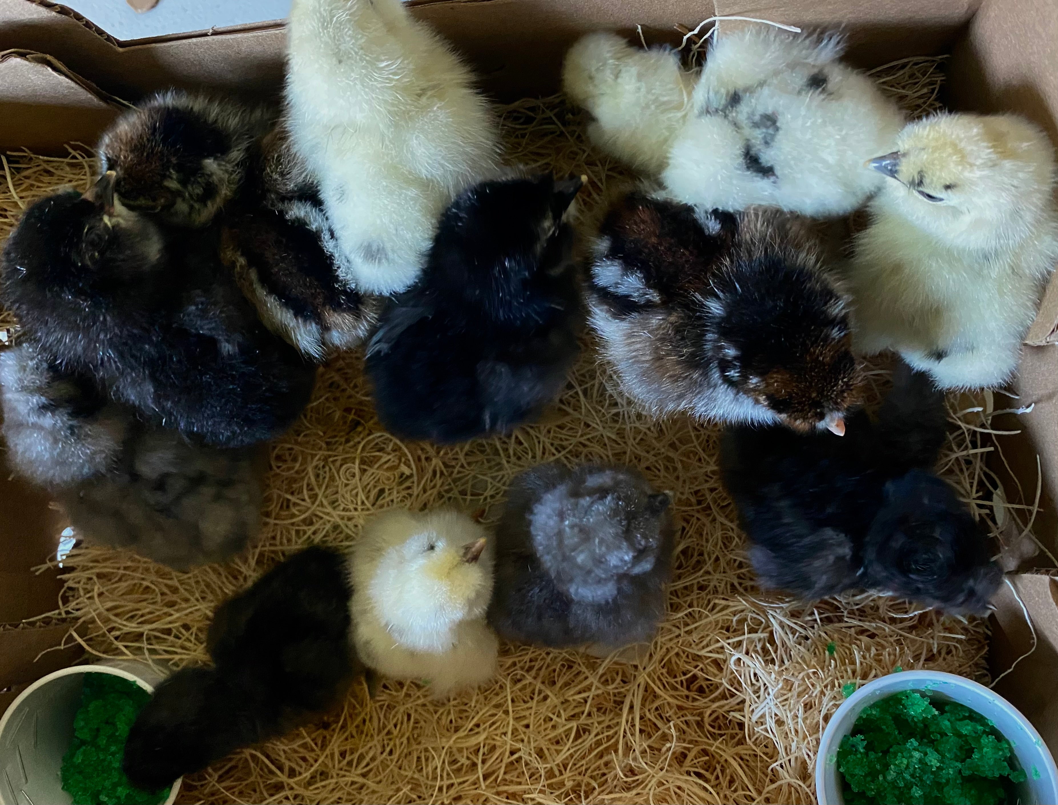 Surprise Box of 15 Chicks