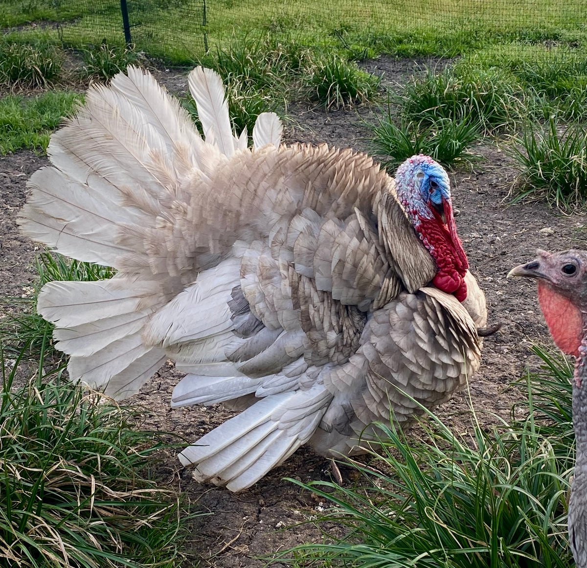 Heritage Blue Slate Turkey Poults – Mockingbird Homestead