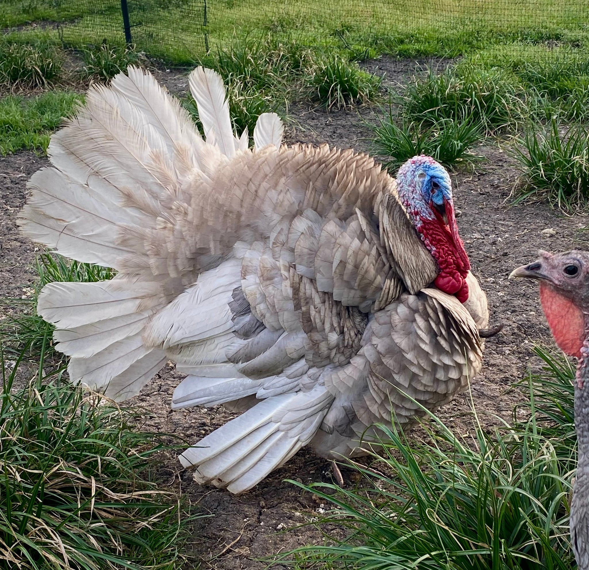 parley blue tobacco turkey Heritage Blue Slate Turkey Poults – Mockingbird Homestead