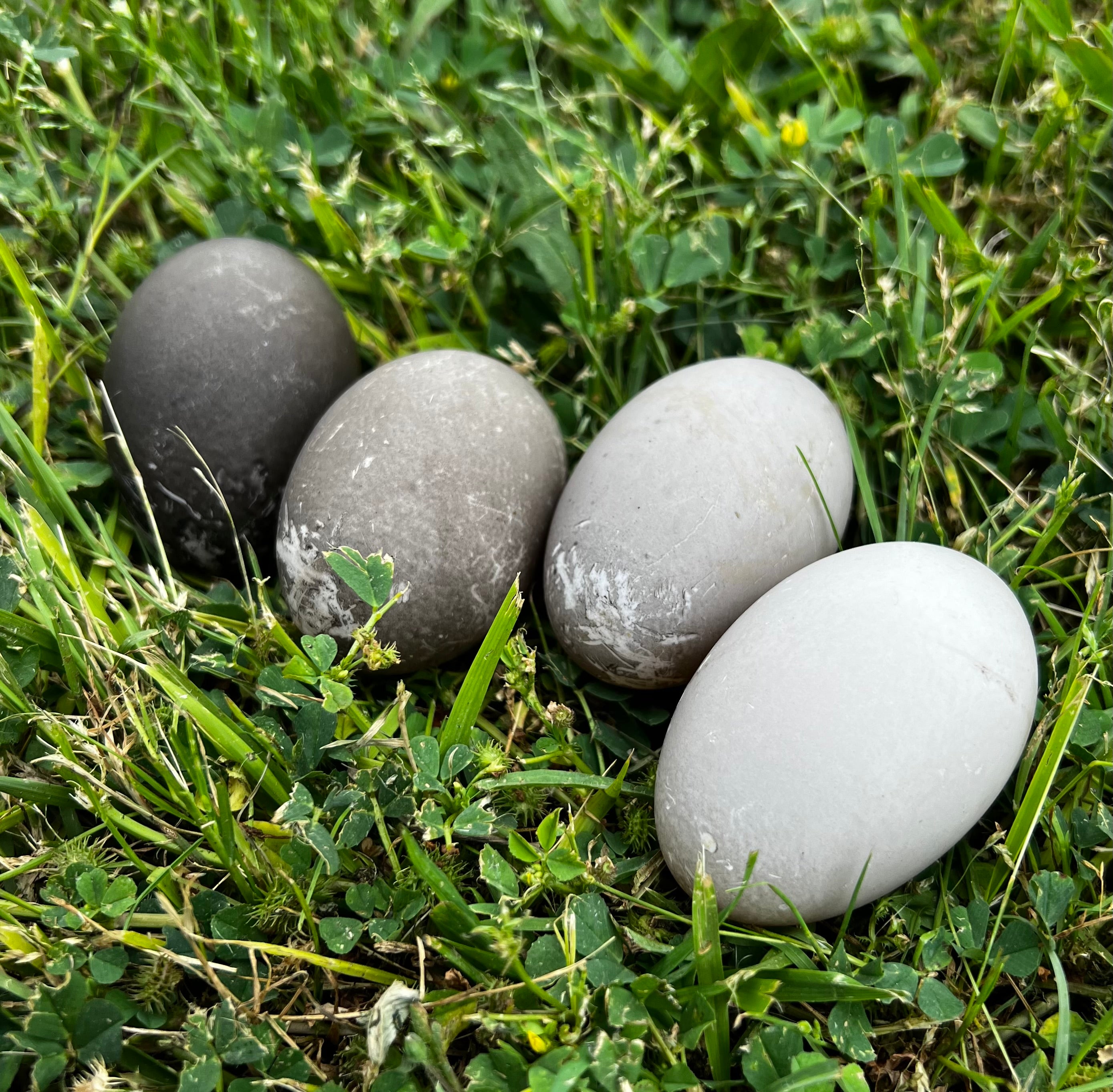 Cayuga Duck Hatching Eggs