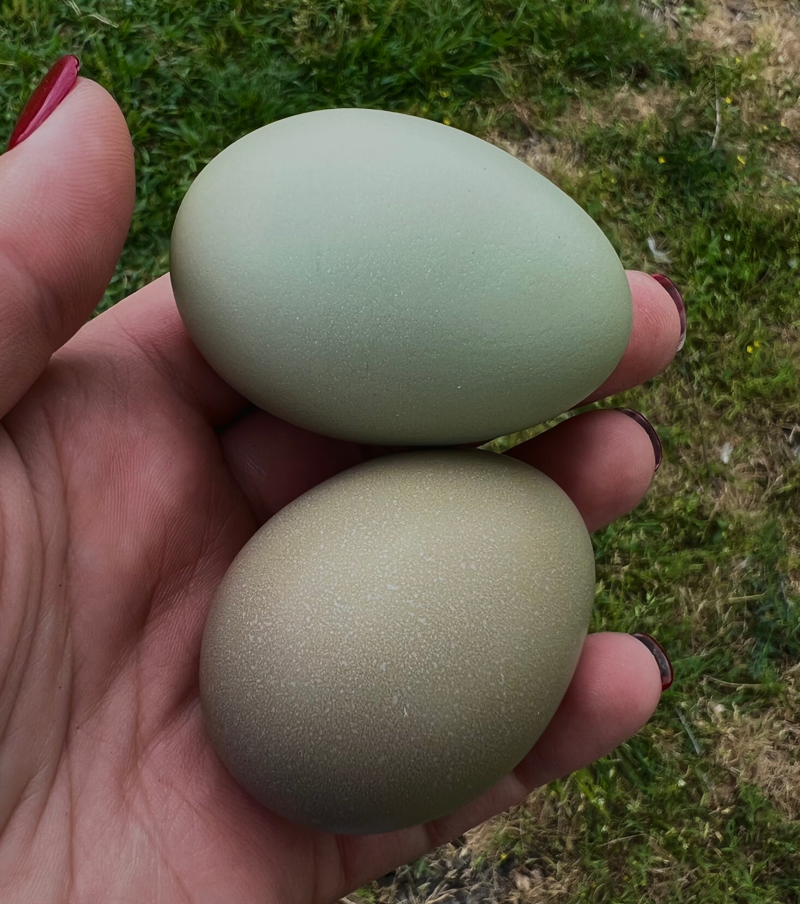 Multigenerational Olive Egger